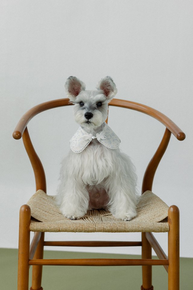 BAMBI FLORAL BUNNY EYELET TRIM MANDARIN BUTTON PET COLLAR