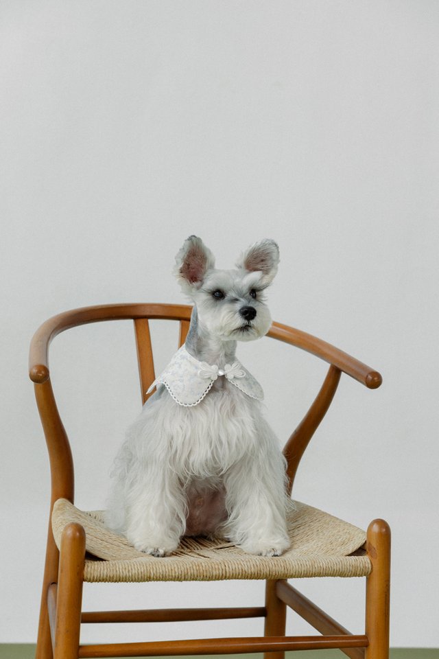 BAMBI FLORAL BUNNY EYELET TRIM MANDARIN BUTTON PET COLLAR