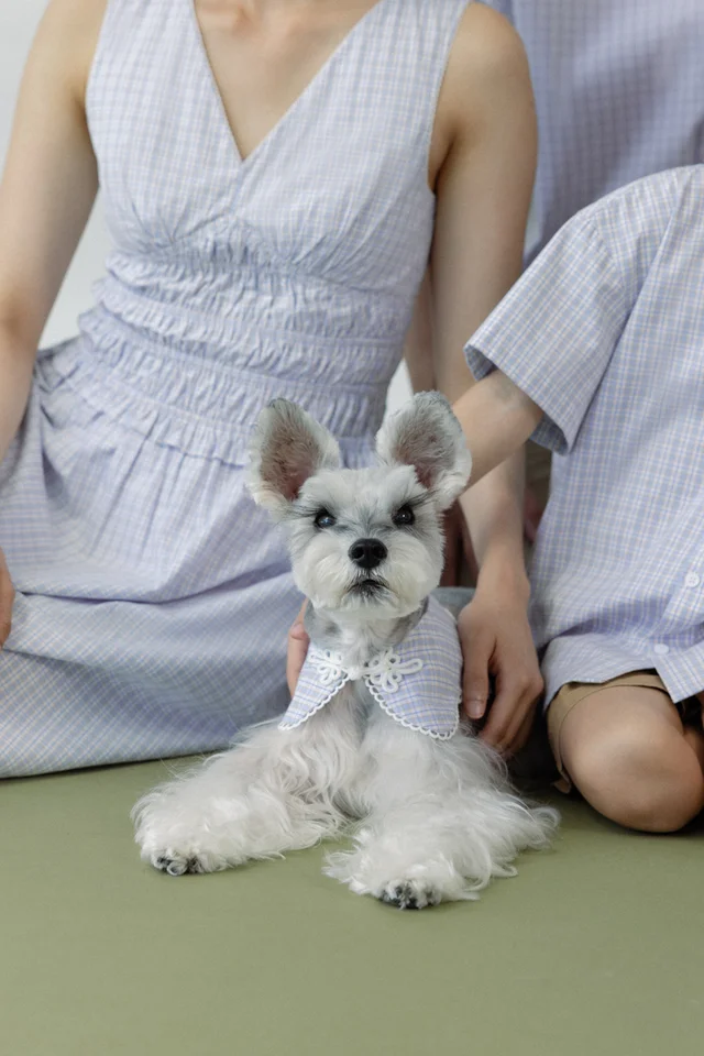 MAX CHECKERED EYELET TRIM PET COLLAR